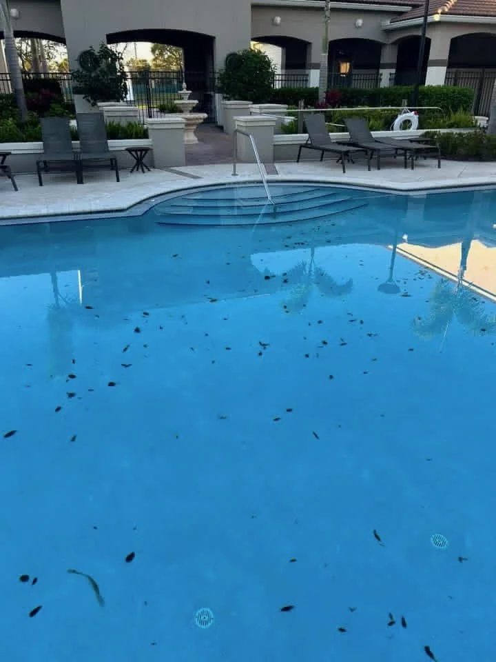 Before: Algae Treatment Before & After